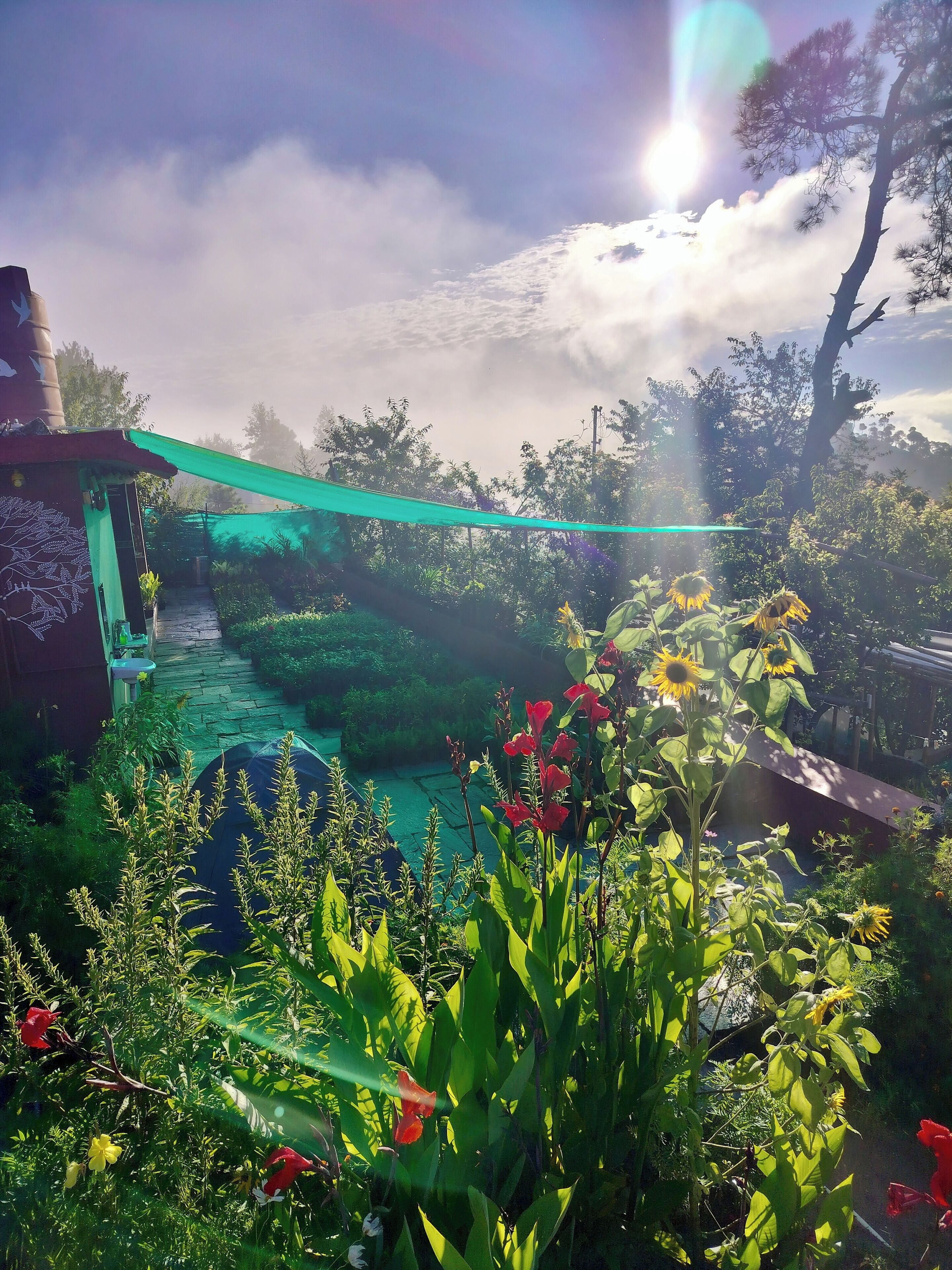 A garden with a pathway, a green canopy, and various plants and flowers.