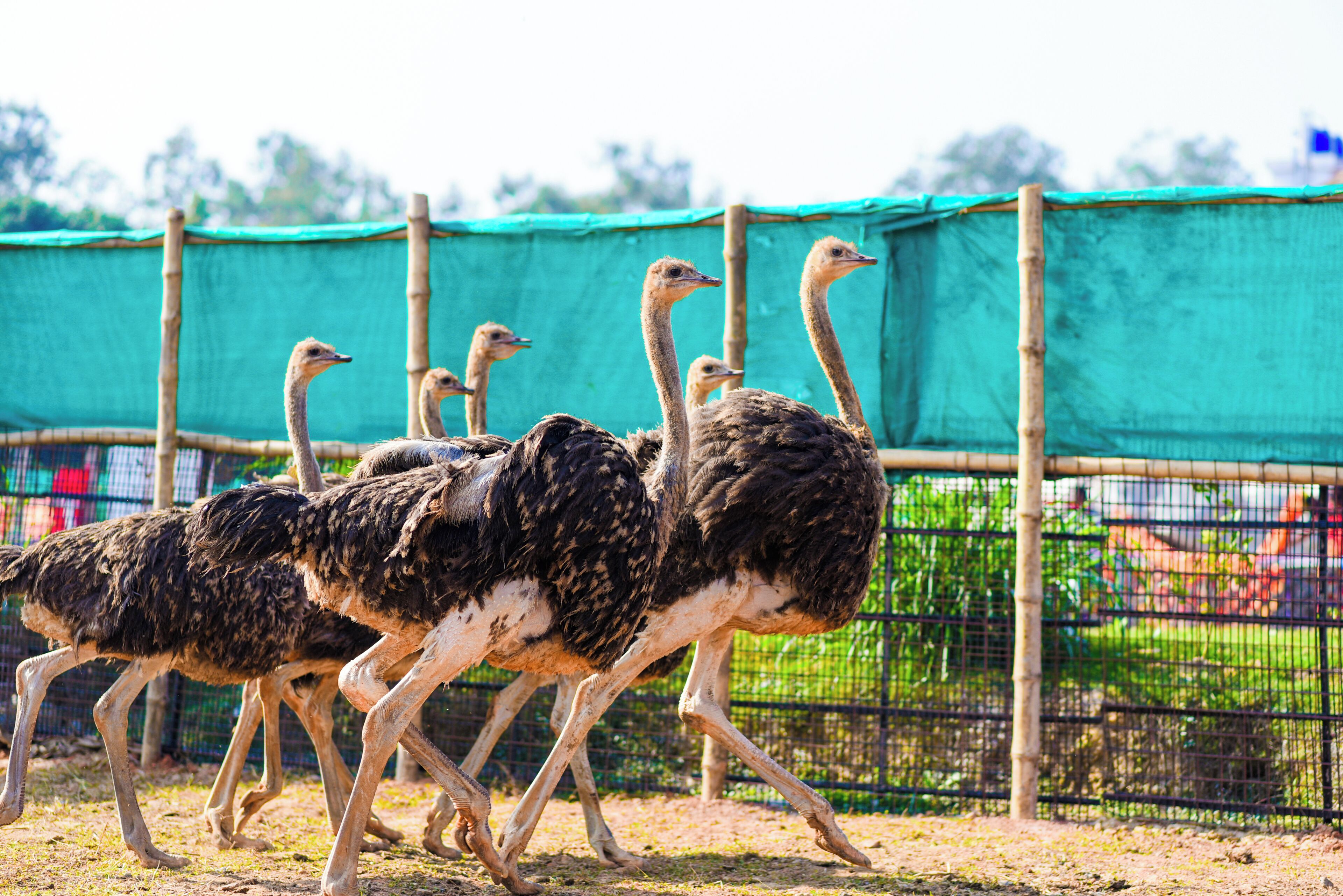 A group of ostriches walking in a fenced enclosure.