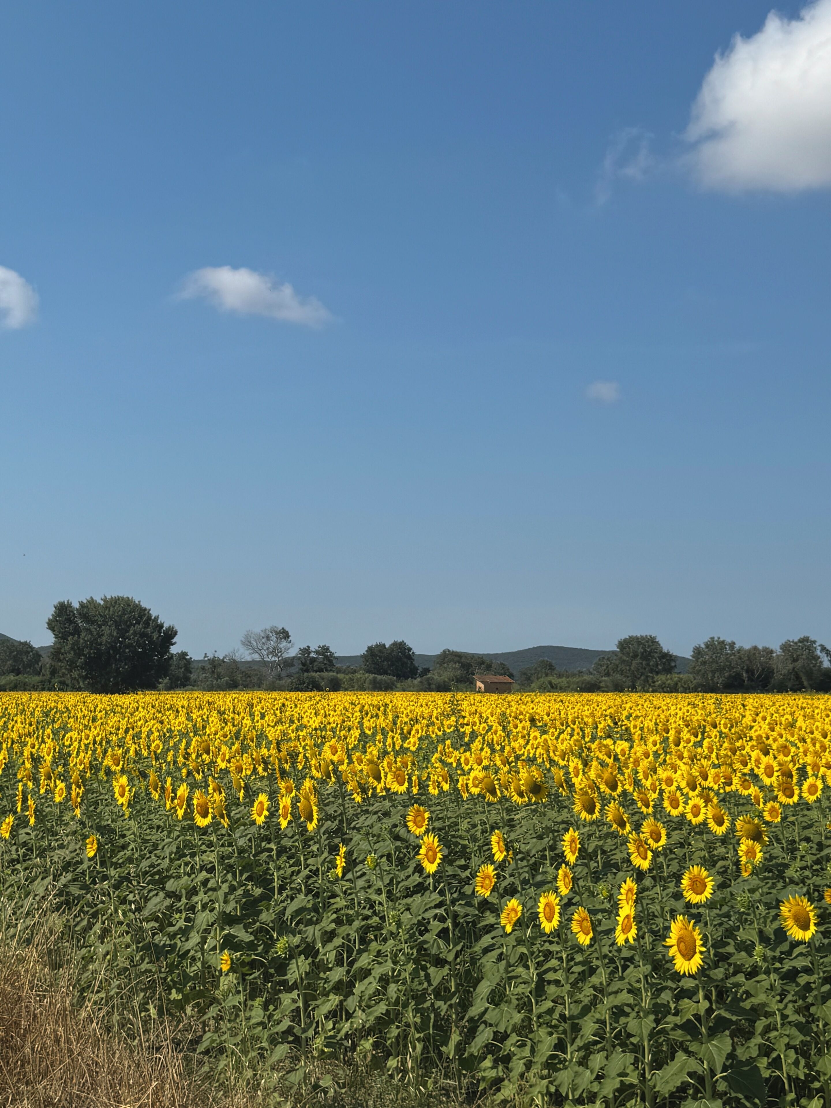 A field of sunflowers under a clear blue sky.
