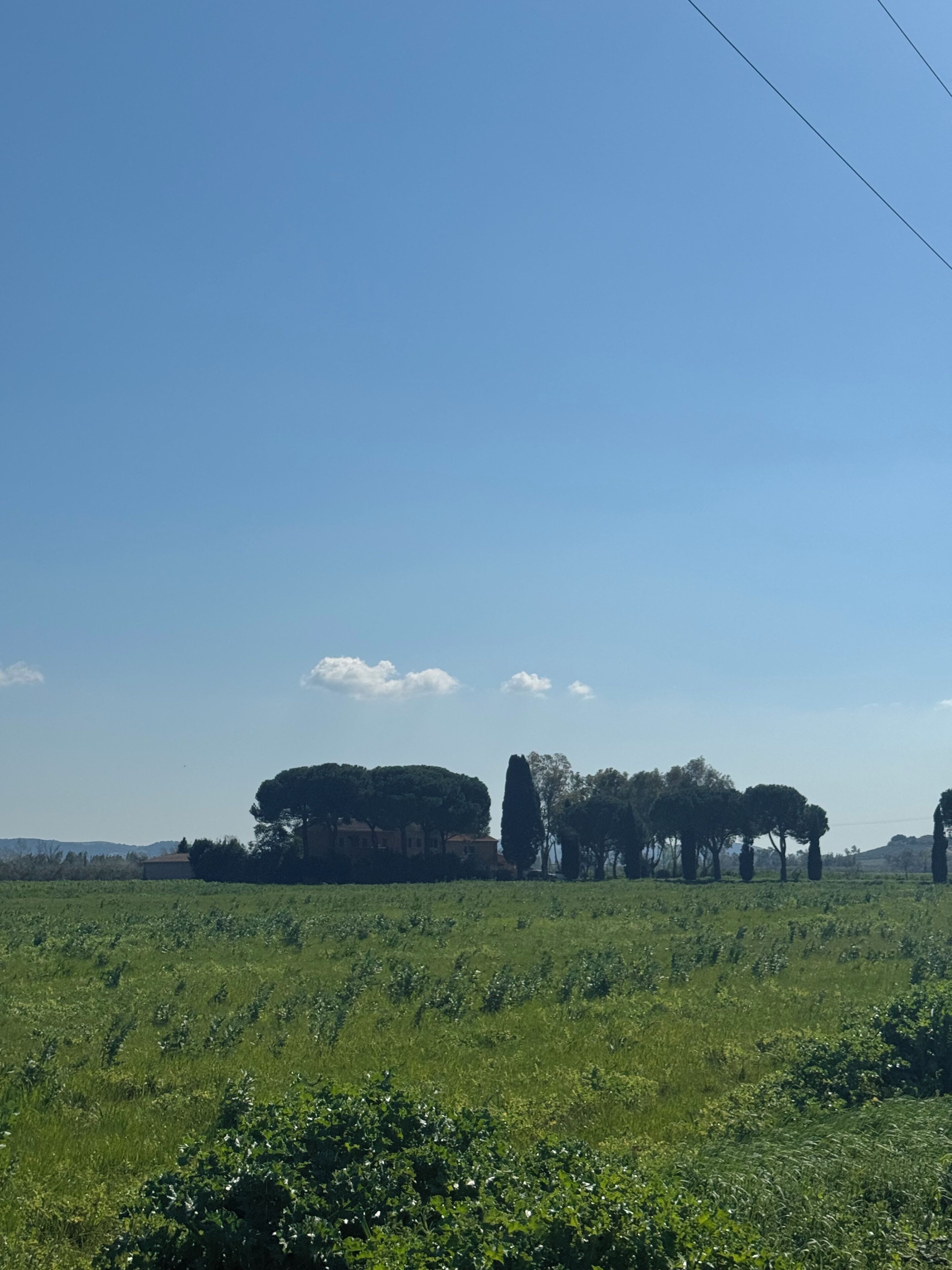A rural landscape with a clear sky, green fields, and a row of trees.