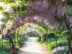 A pathway flanked by trees with hanging purple flowers, leading to a building. - Le Saint-Etienne - Heart of Nevers, Historic Center (Nevers)