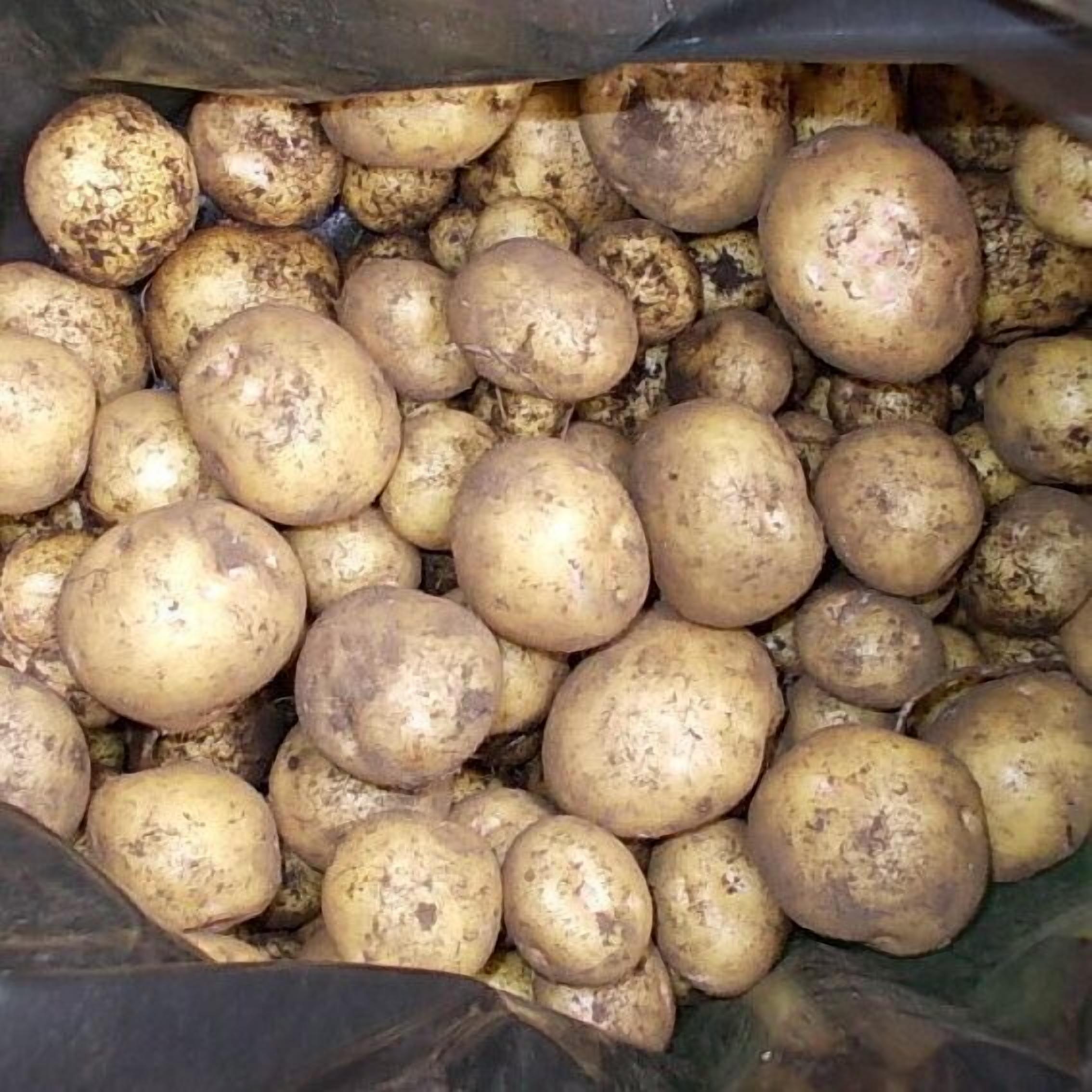Une pile de pommes de terre dans un conteneur de stockage.