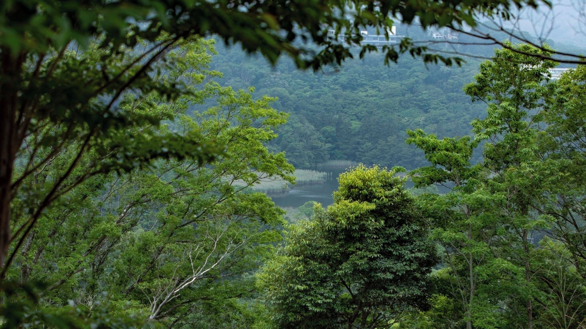 منوع