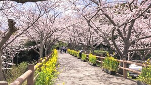 Un sentiero fiancheggiato da alberi di ciliegio e fiori gialli, che conduce a una struttura in lontananza.