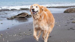 Beach - Japari Tateyama (Tateyama)