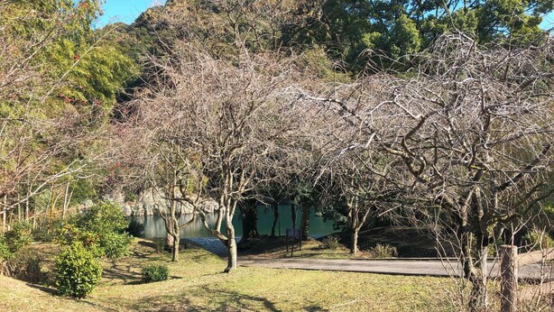 A paved pathway leading through a park with trees and a body of water in the background. - Granny's House (Kozagawa)
