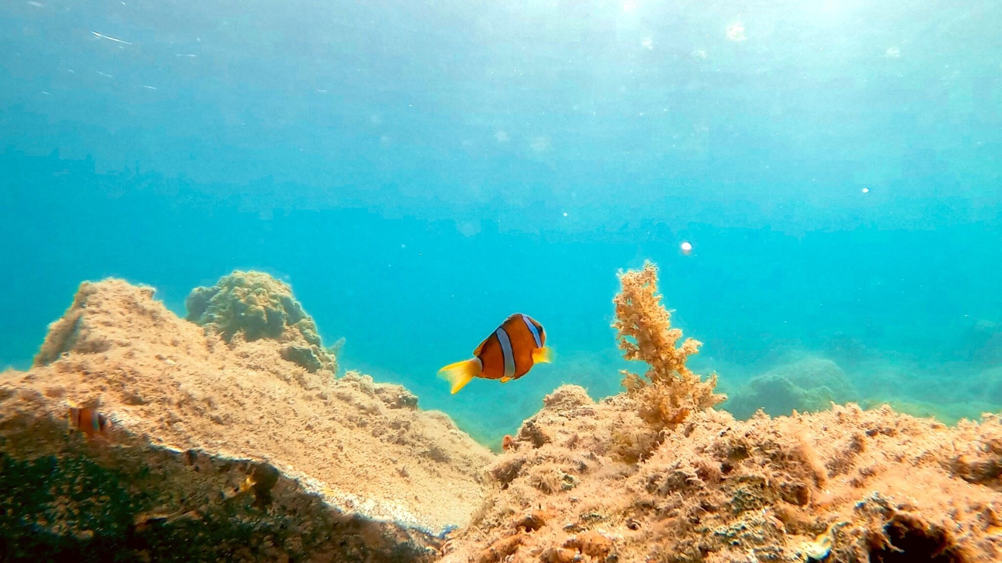 Divers