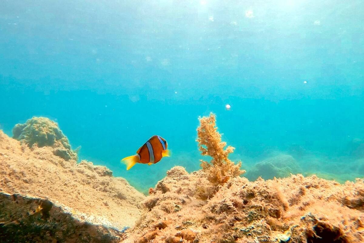 Divers