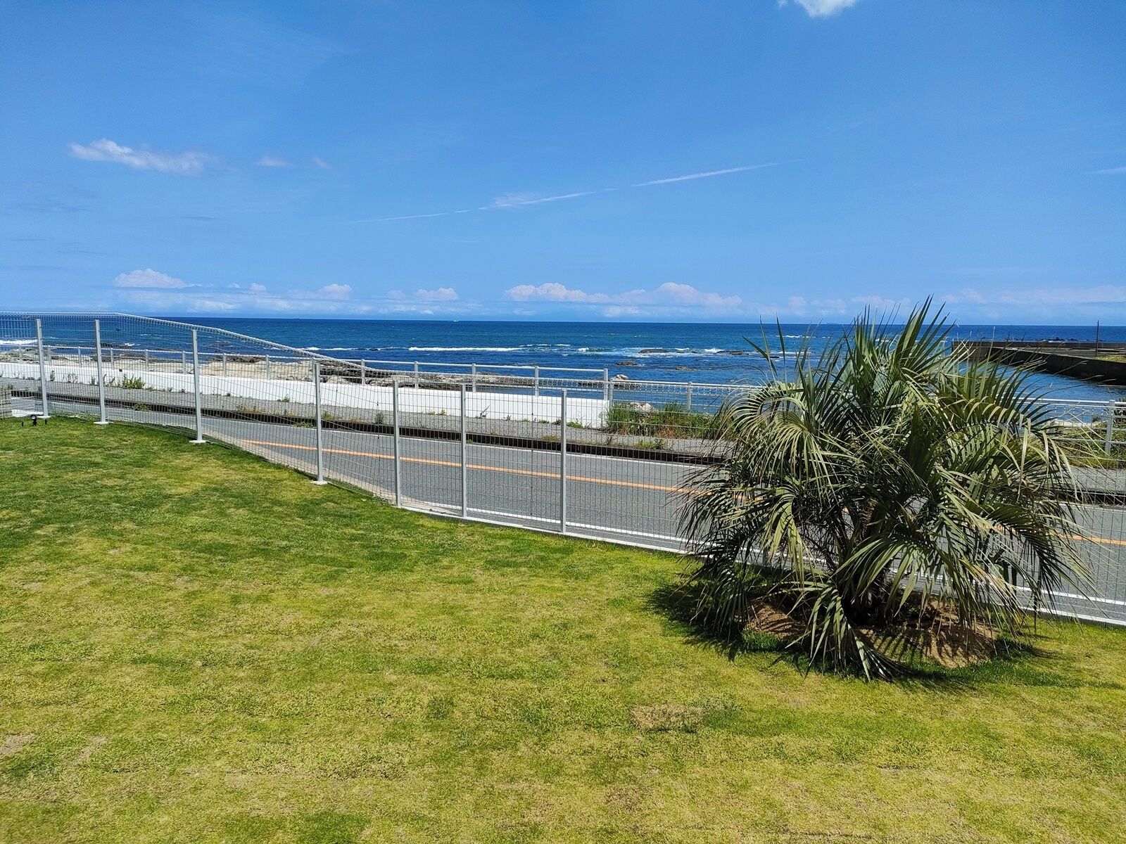 A coastal road with a fence, a palm tree, and the ocean in the background.