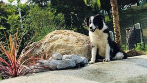 Property grounds - Moon Rivage Dog Resort Amagodaira (Kawazu)