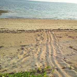 Beach - Guesthouse Ikedaya (Taketomi)