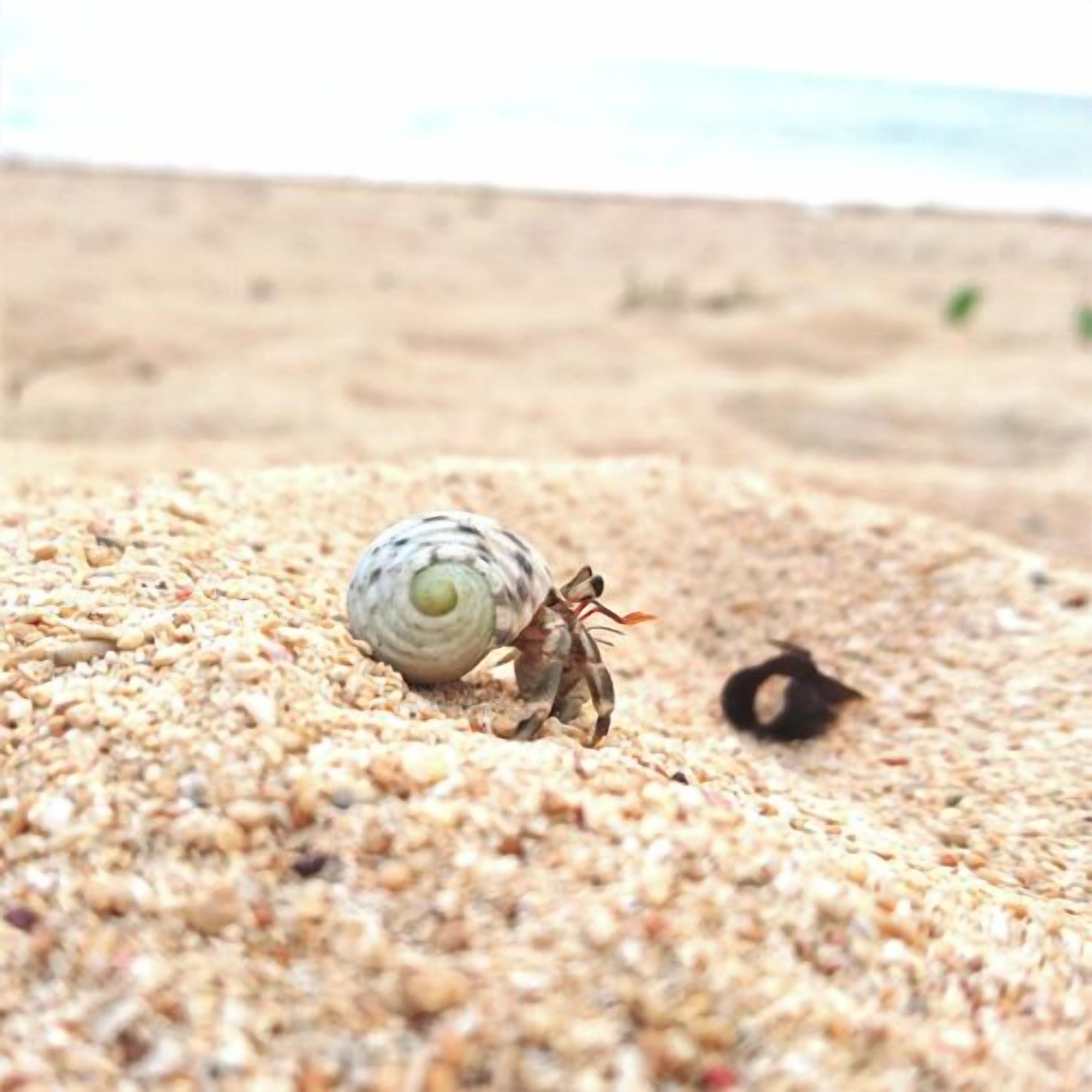 Un caracol sobre arena.