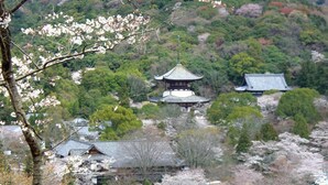 A traditional Japanese temple with a multi-tiered pagoda, surrounded by lush greenery and cherry blossoms. - Kokubunya (Iwade)