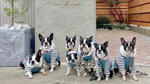 A stone sign with the text "ROK's Retreat" and five dogs in striped outfits posing in front. - Lorchidee Awajishima (Awaji)