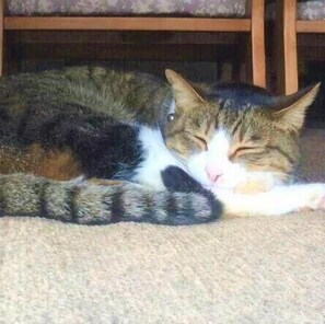 Pet-friendly - Kutsurogi no Chisana Yado Onami (Shima)