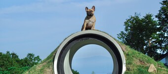Villa Doggo Izu