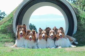 Unclassified image, 5 of 26, button - Villa Doggo Izu (Ito)
