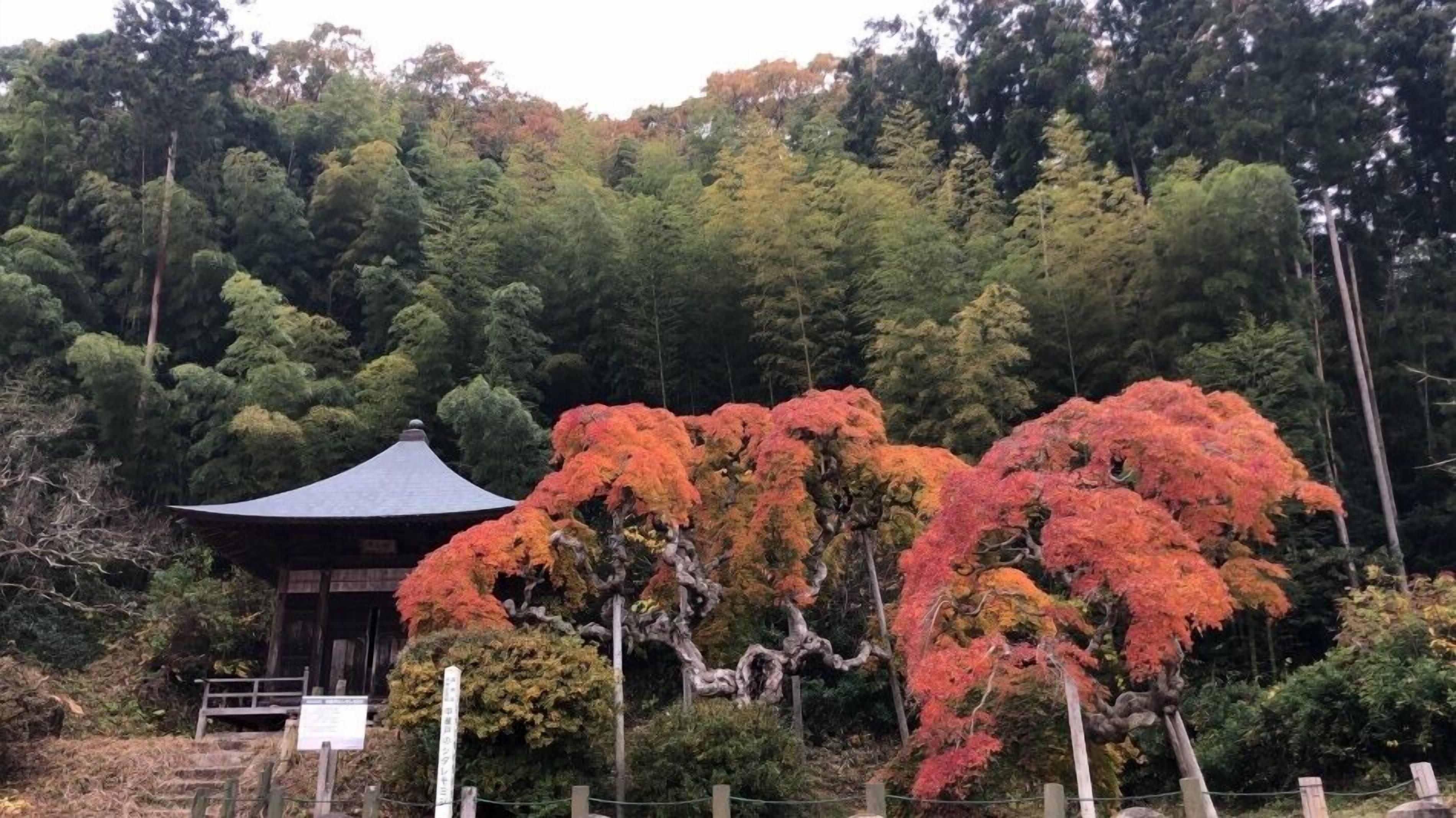 Un edificio japonés tradicional de techo curvo, rodeado por un bosque de árboles con colores otoñales.