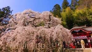A cherry blossom tree in full bloom with a traditional Japanese building in the background.