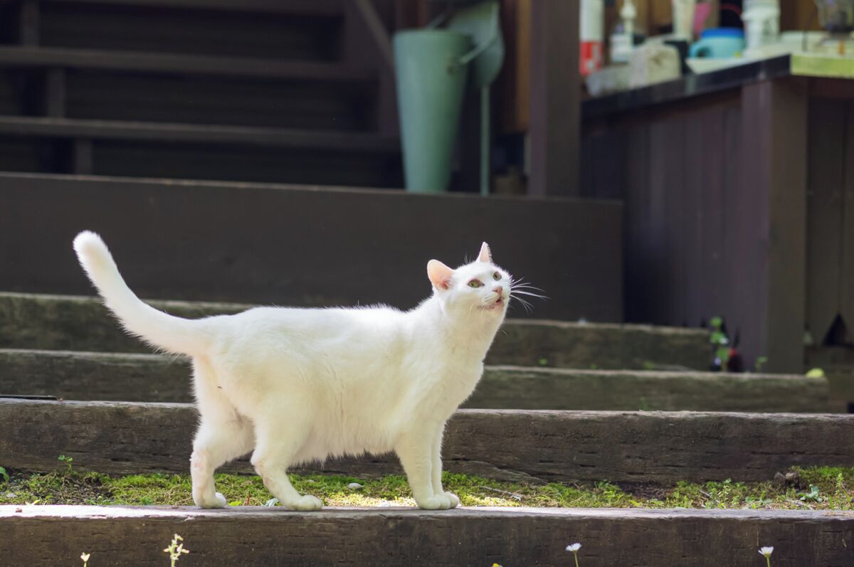 宠物友善