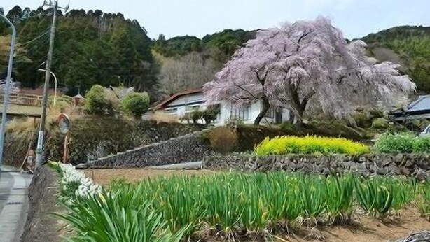 Una casa tradicional japonesa rodeada de exuberante vegetación y un cerezo en flor.