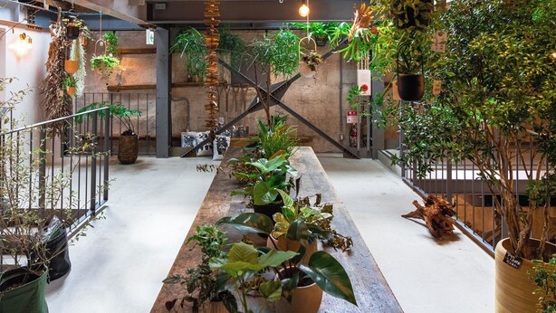 A spacious indoor area with a long wooden table lined with potted plants, surrounded by walls adorned with various hanging plants and greenery. - Yoshida Mura Inn (Shimotsuke)