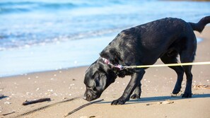 Beach - Wanpaina (Futtsu)