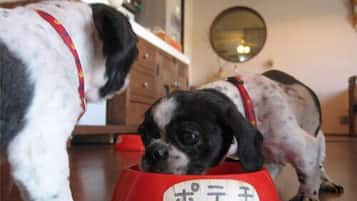 Animaux de compagnie acceptés