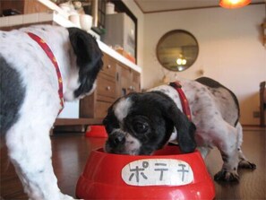 Pet-friendly - Dog-friendly Pension Zoo (Awaji)