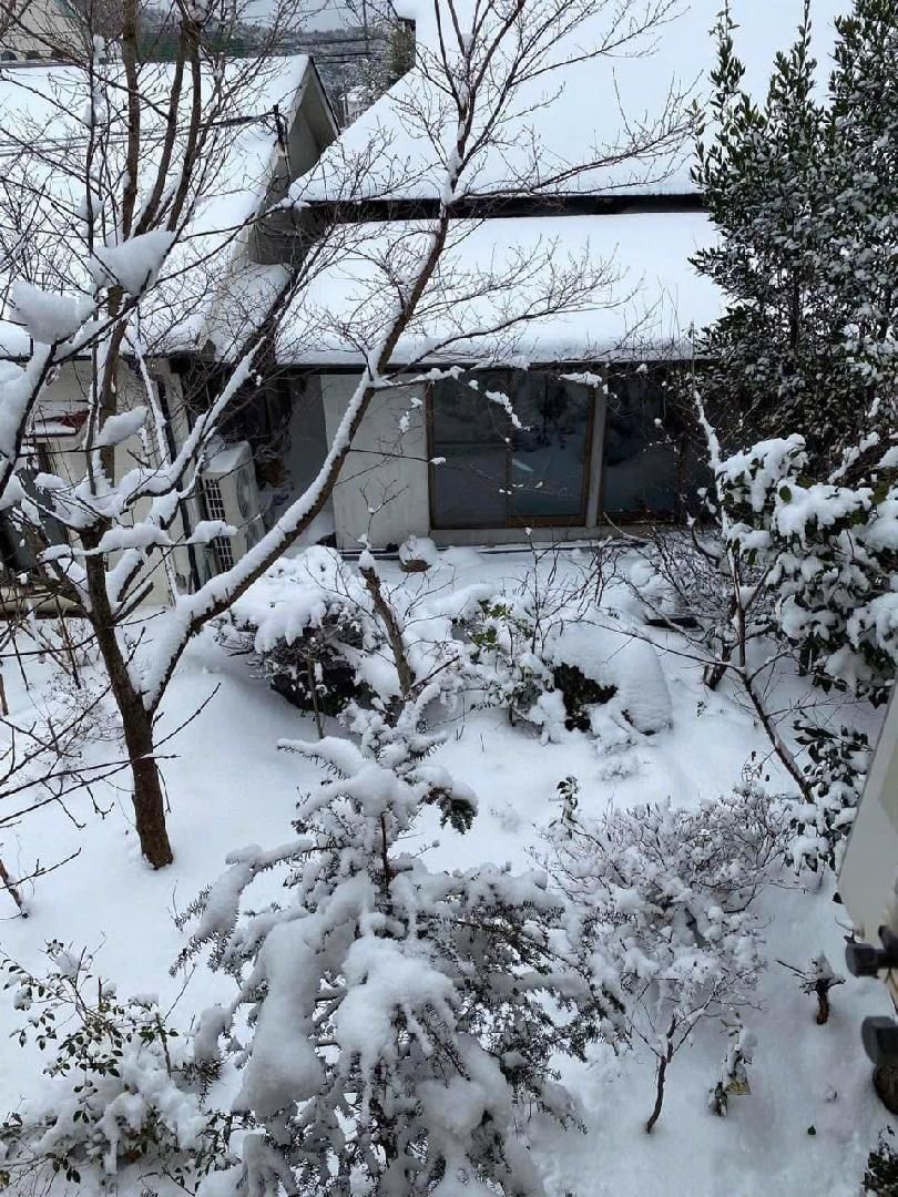 A residential area with snow-covered trees and a house with large windows.