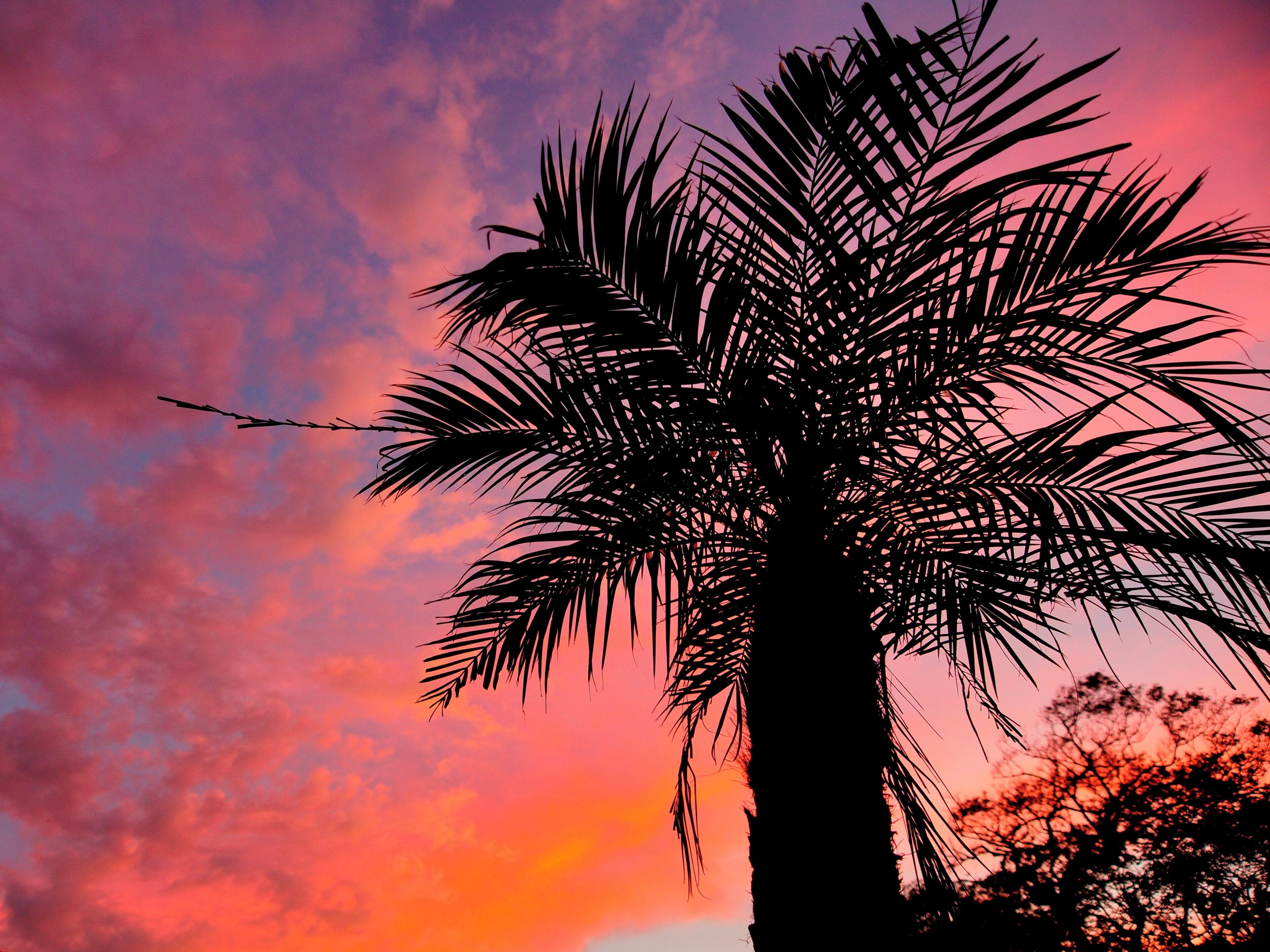 Silueta de una palmera contra un cielo al atardecer.