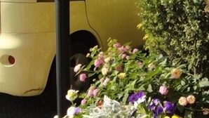 Un vehículo amarillo aparcado junto a una planta en maceta y un farol negro.