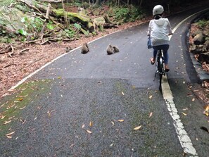 Miscellaneous - Nagatatime (Yakushima)