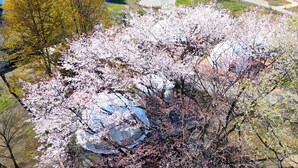 Ein Resort mit kuppelförmigen Unterkünften, umgeben von einer natürlichen Landschaft mit Kirschblüten.