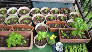 Varias plantas en macetas, algunas con hojas grandes y otras con flores amarillas, sobre una superficie verde.