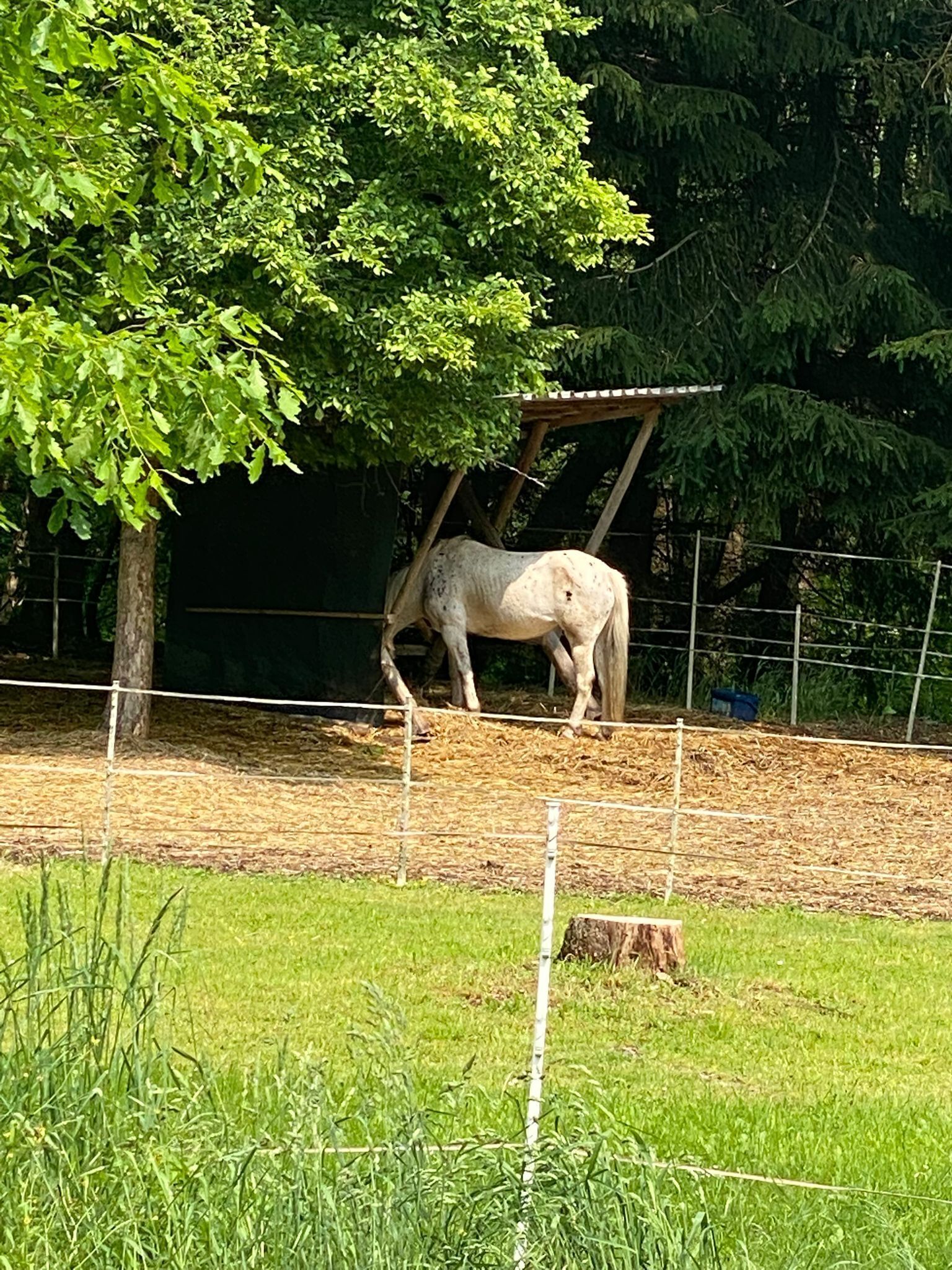 Ein Pferd in einem eingezäunten Gehege mit Baum und Gras.