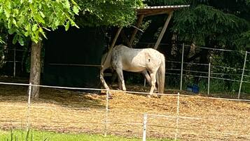 Ein Pferd in einem eingezäunten Gehege mit Baum und Gras.