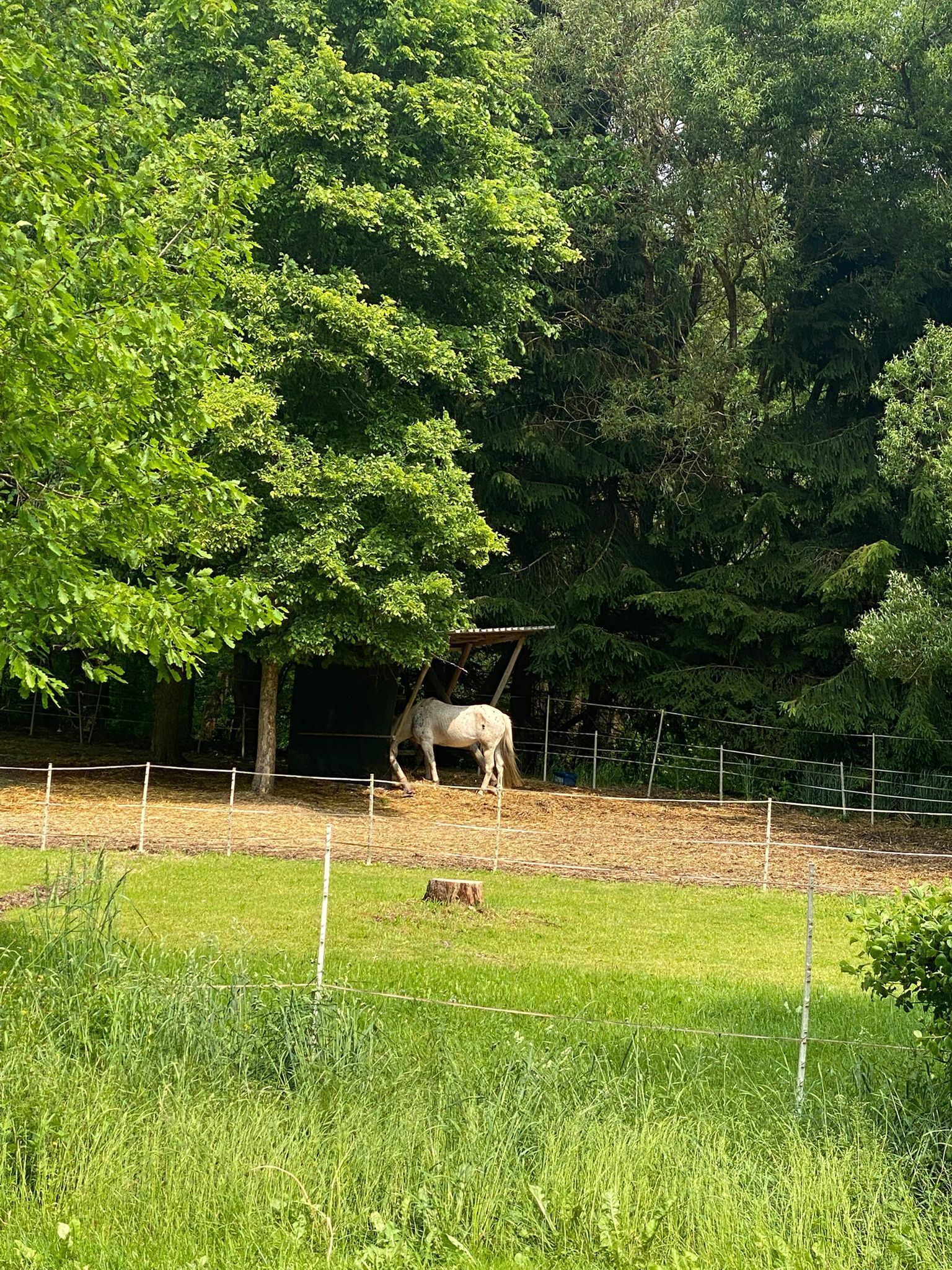 A horse in a fenced enclosure with trees and grass.