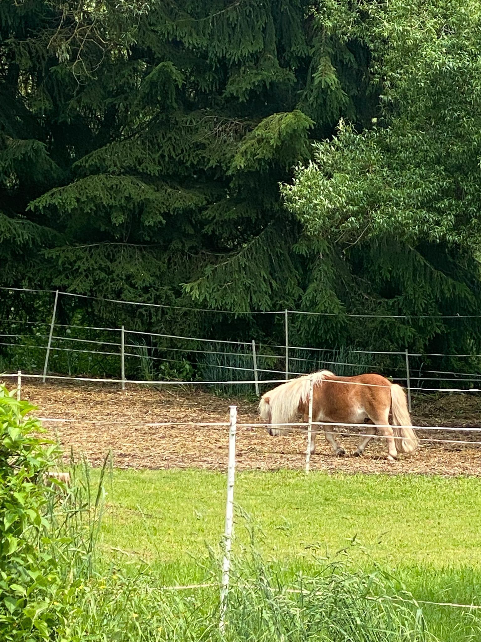 Een paard in een omheind weiland met een grasveld en dichte bomen op de achtergrond.