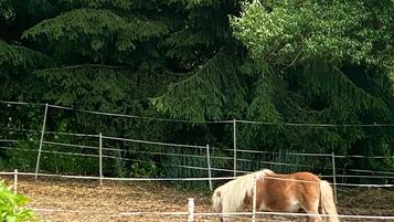 Een paard in een omheind weiland met een grasveld en dichte bomen op de achtergrond.