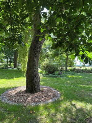 Ein Baum mit einer runden Mulchschicht in einem Park.