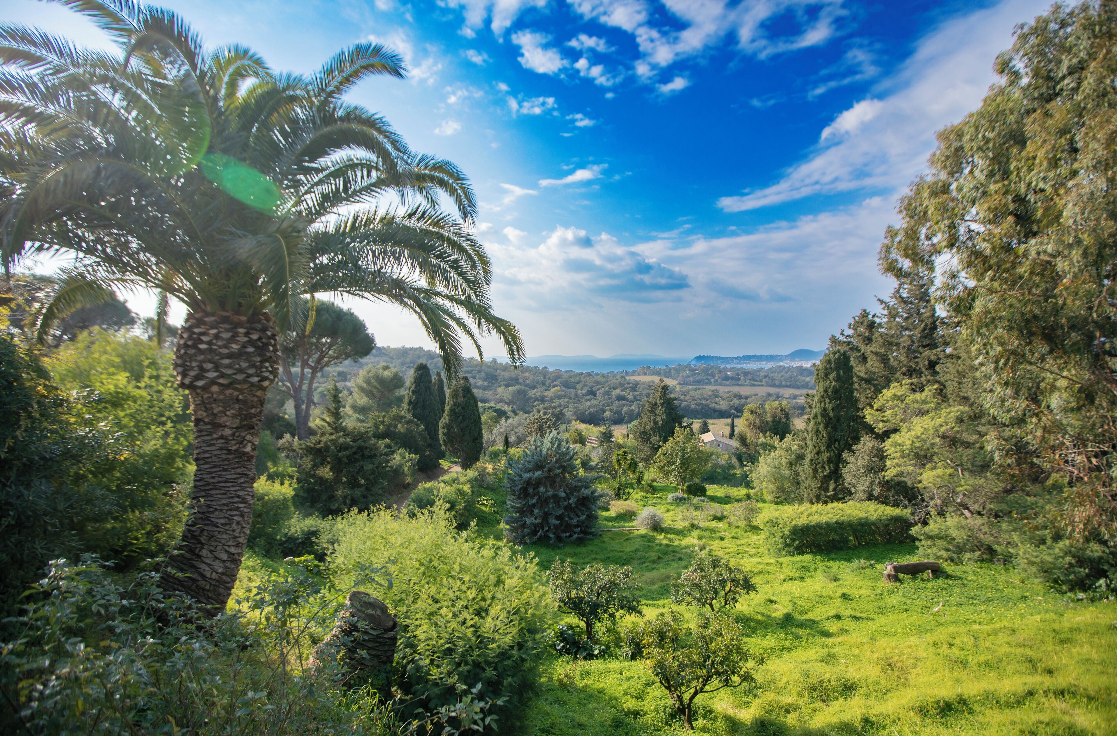 A lush green landscape with a prominent palm tree and various shrubs.