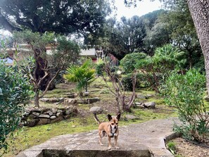 A dog standing on a stone pathway in a garden with various trees and shrubs. - Stunning Panoramic Villa (Punta Ala)