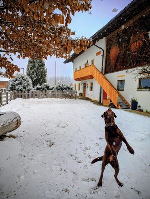 A dog standing in a snowy yard with a building in the background. - Apartment 'Grabmairhof Ahrntal' with Mountain View (Lutago)