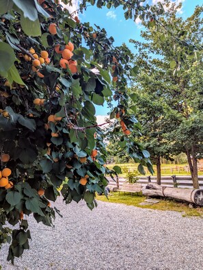 A tree with orange fruits, gravel path, and a bench in a park. - Apartment 'Grabmairhof Ahrntal' with Mountain View (Lutago)