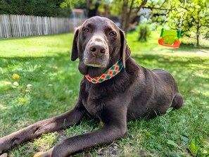 Lemmikkiystävällinen