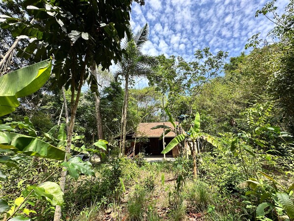 A rustic house surrounded by dense tropical foliage.