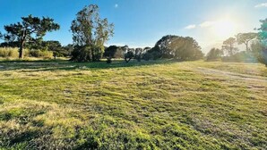 Un campo erboso con alberi e cielo sereno.