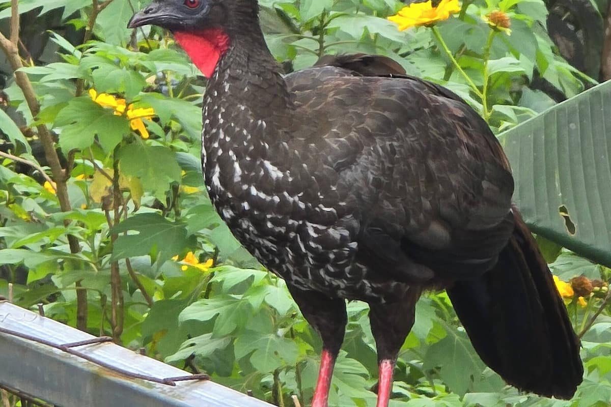 Nhà, 2 phòng ngủ, hút thuốc, hiên | Khác