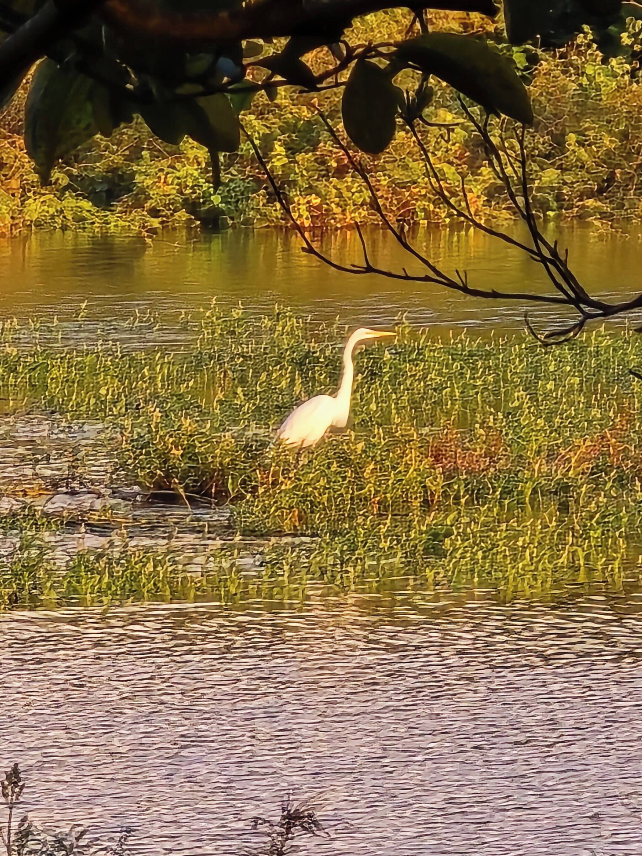 A white bird standing in shallow water with grass and leaves around.